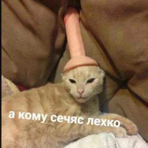 ❓ Стикер «мєми про жівотних» для Telegram