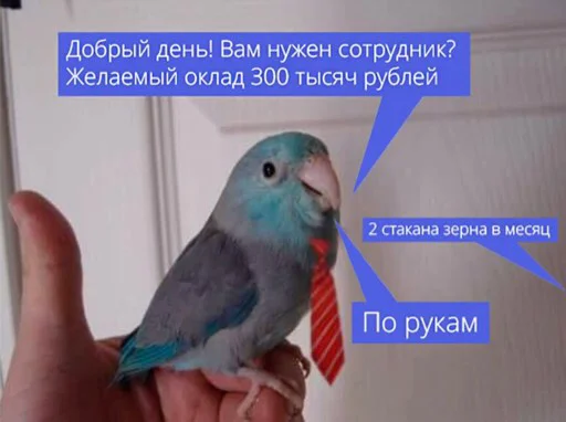 💸 Стикер «мєми про жівотних» для Telegram
