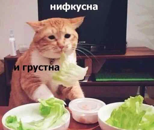 😭 Стикер «мєми про жівотних» для Telegram