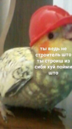 Стикерпак мєми про жівотних для Telegram