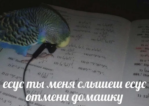 ✝️ Стикер «мєми про жівотних» для Telegram