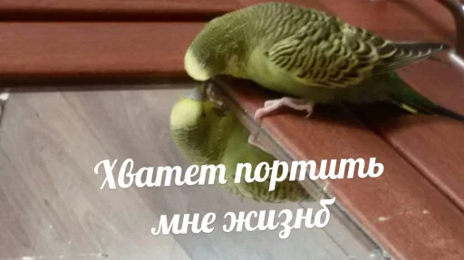 😡 Стикер «мєми про жівотних» для Telegram