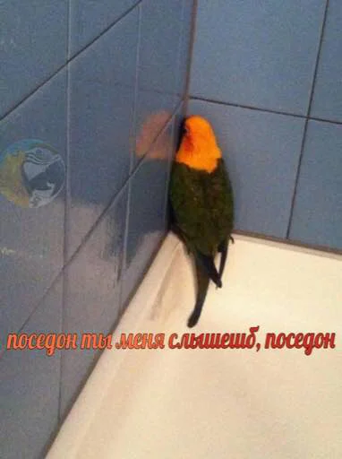 🧜‍♂️ Стикер «мєми про жівотних» для Telegram