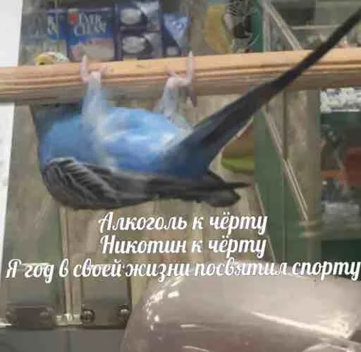 💪 Стикер «мєми про жівотних» для Telegram