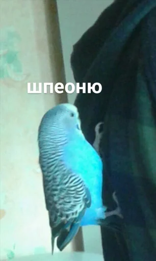🕵️‍♂️ Стикер «мєми про жівотних» для Telegram