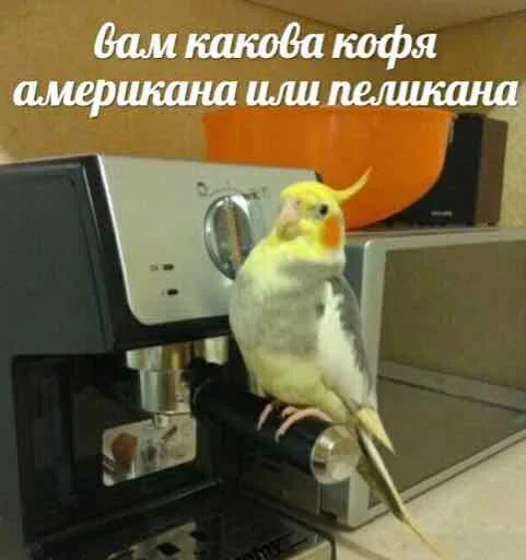 ☕️ Стикер «мєми про жівотних» для Telegram