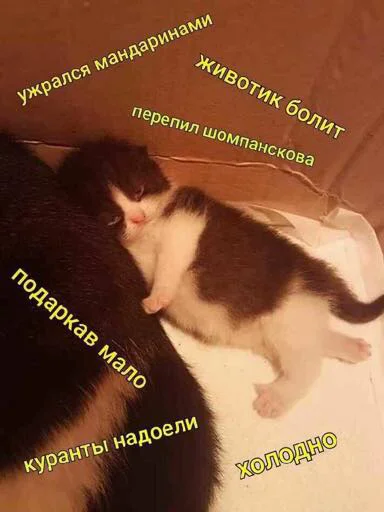 😔 Стикер «мєми про жівотних» для Telegram