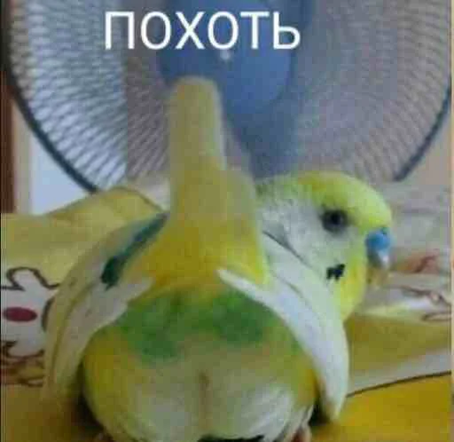 😘 Стикер «мєми про жівотних» для Telegram