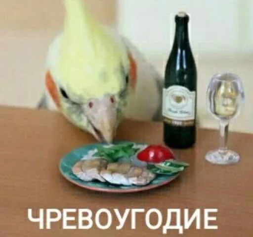 🍔 Стикер «мєми про жівотних» для Telegram