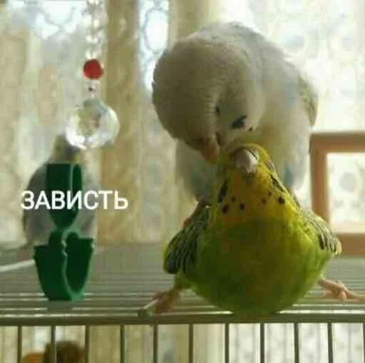 😯 Стикер «мєми про жівотних» для Telegram