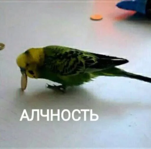 🤑 Стикер «мєми про жівотних» для Telegram