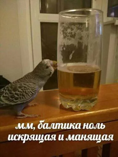 🍺 Стикер «мєми про жівотних» для Telegram
