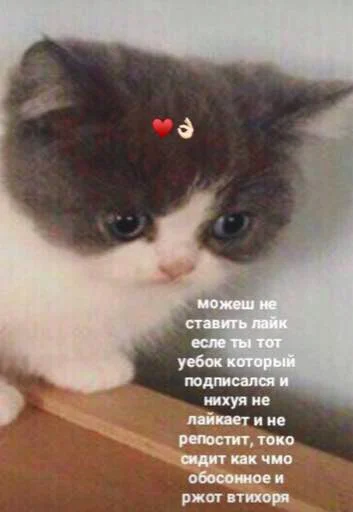 👍 Стикер «мєми про жівотних» для Telegram