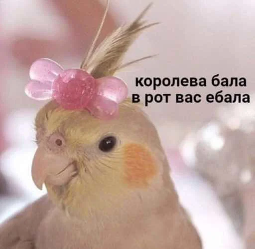 💁‍♀️ Стикер «мєми про жівотних» для Telegram
