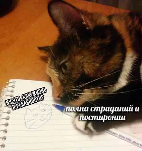 ✏️ Стикер «мєми про жівотних» для Telegram
