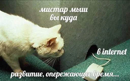 🐁 Стикер «мєми про жівотних» для Telegram