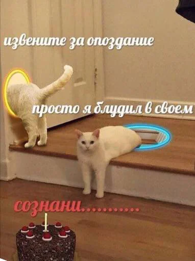 🤷‍♀️ Стикер «мєми про жівотних» для Telegram