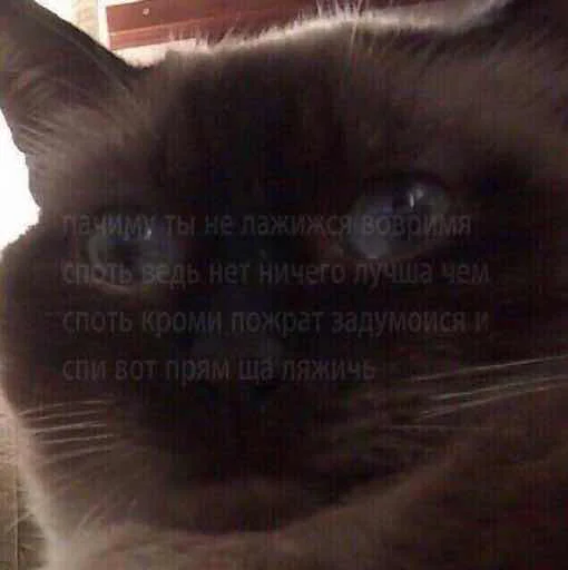 😑 Стикер «мєми про жівотних» для Telegram