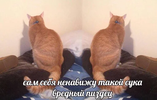 😠 Стикер «мєми про жівотних» для Telegram