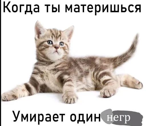 🙅 Стикер «mem zak_gold» для Telegram