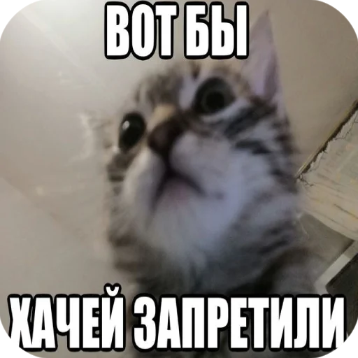 🧔 Стикер «я твою мамку на шампуре вертела» для Telegram