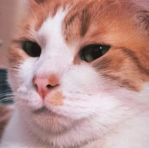 🤥 Стикер «kucingnya dante» для Telegram