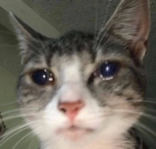 😭 Стикер «kucingnya dante» для Telegram
