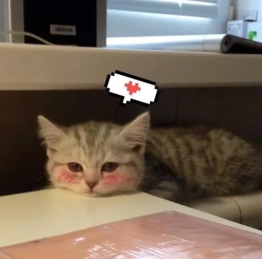 😳 Стикер «kucingnya dante» для Telegram