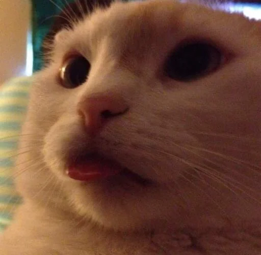 😛 Стикер «kucingnya dante» для Telegram