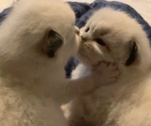 😘 Стикер «kucingnya dante» для Telegram