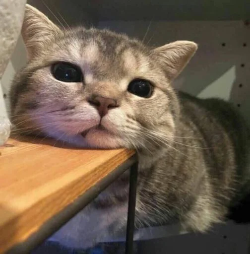 😔 Стикер «kucingnya dante» для Telegram