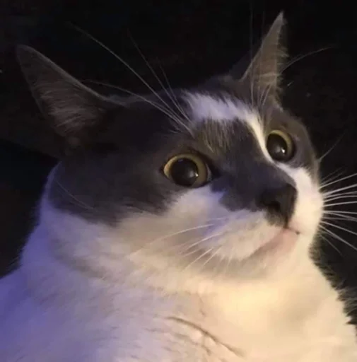 😟 Стикер «kucingnya dante» для Telegram