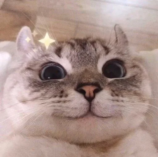 ☺️ Стикер «kucingnya dante» для Telegram