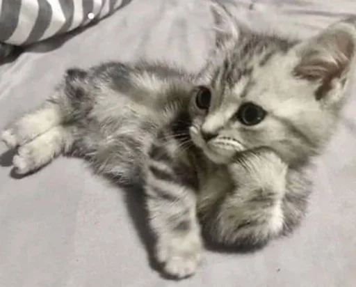😒 Стикер «kucingnya dante» для Telegram