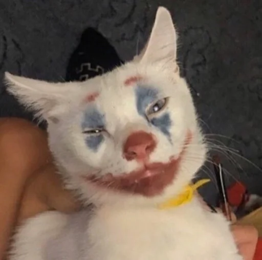 🤡 Стикер «kucingnya dante» для Telegram