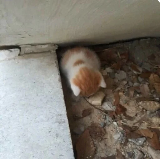 😞 Стикер «kucingnya dante» для Telegram
