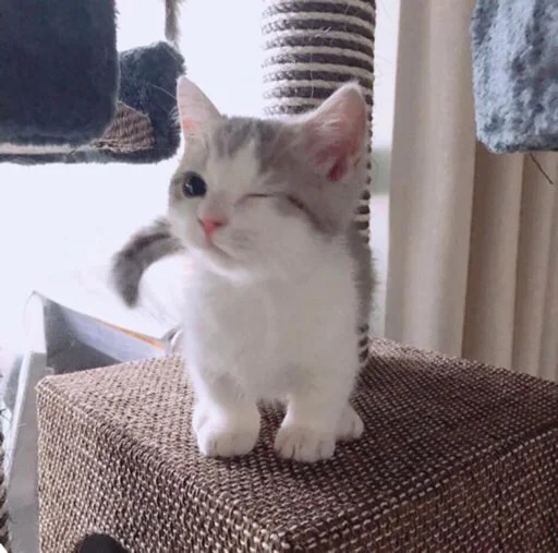 😉 Стикер «kucingnya dante» для Telegram