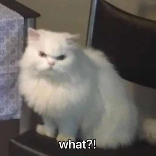 😾 Стикер «kucingnya dante» для Telegram