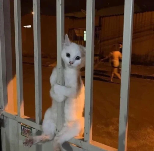 😞 Стикер «kucingnya dante» для Telegram