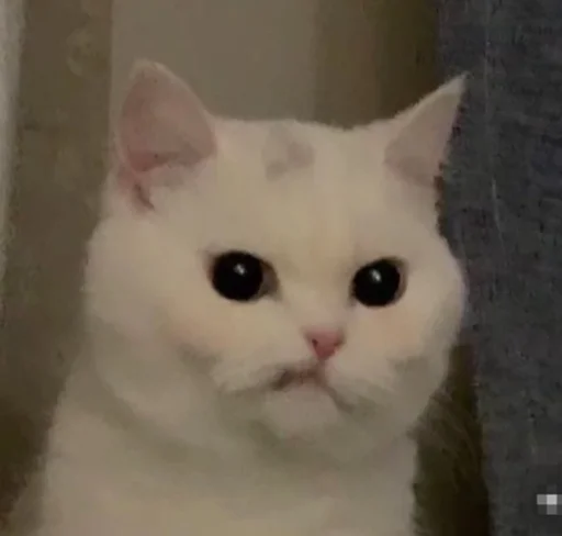 😒 Стикер «kucingnya dante» для Telegram