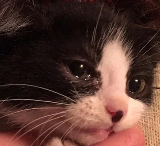 😔 Стикер «kucingnya dante» для Telegram