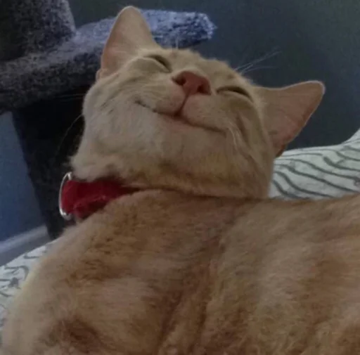 😆 Стикер «kucingnya dante» для Telegram
