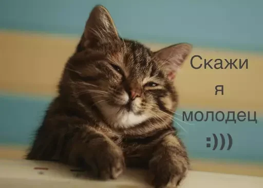 😊 Стикер «Миу боты» для Telegram