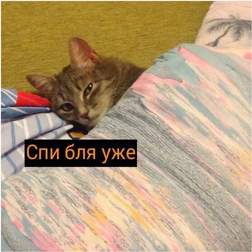 🌌 Стикер «Миу боты» для Telegram
