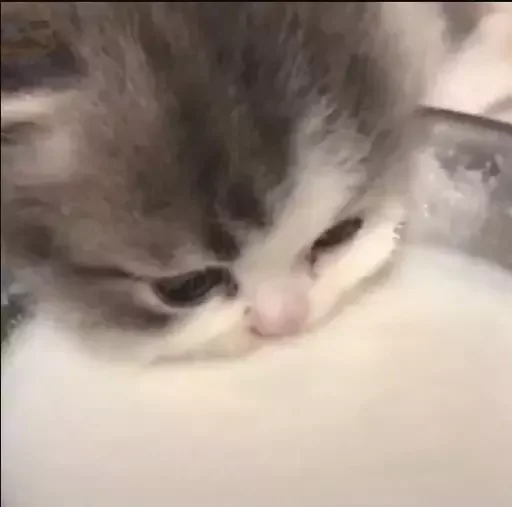 🍼 Стикер «Миу боты» для Telegram