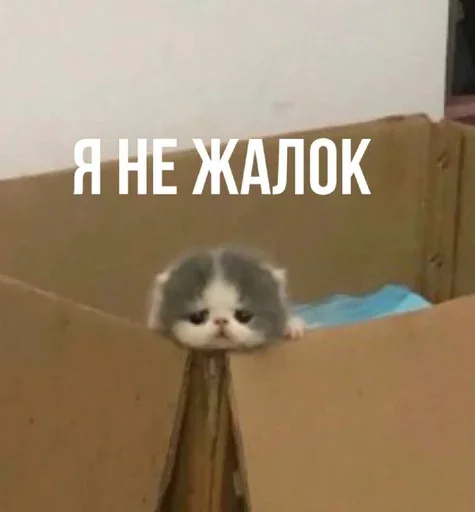 🥺 Стикер «Миу боты» для Telegram