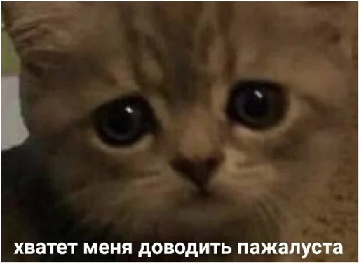 😿 Стикер «Миу боты» для Telegram