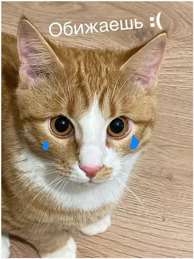 😿 Стикер «Миу боты» для Telegram