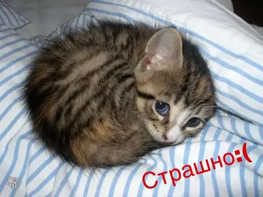 😨 Стикер «Миу боты» для Telegram