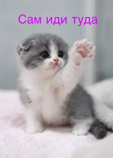 🫣 Стикер «Миу боты» для Telegram